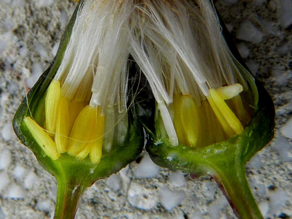 Sonchus oleraceus ?